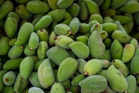 تصویر 2 از خرید بادام درختی تازه + قیمت فروش استثنایی